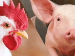 a grande virada carne suina supera de frango mas bovina