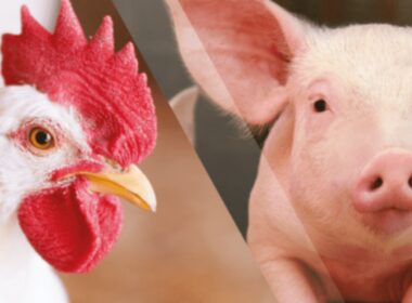 a grande virada carne suina supera de frango mas bovina