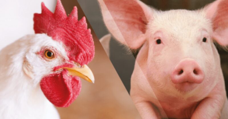 a grande virada carne suina supera de frango mas bovina