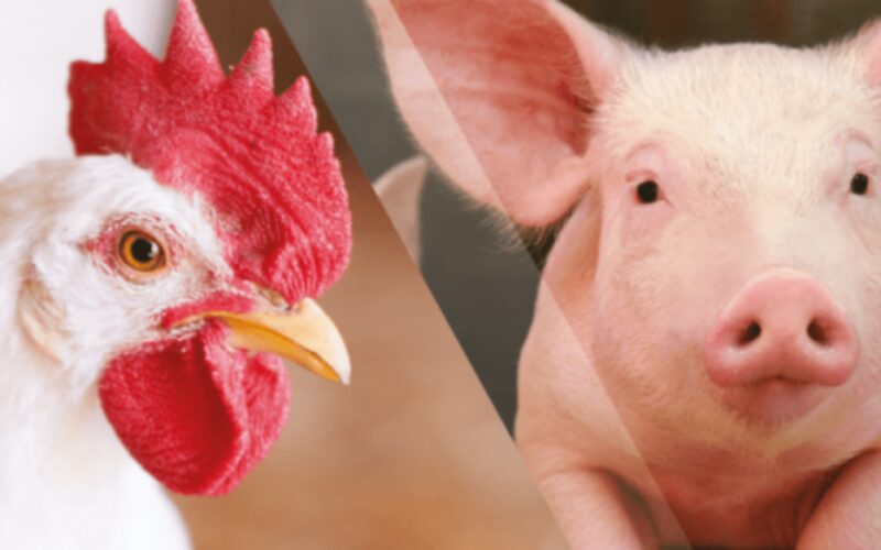 a grande virada carne suina supera de frango mas bovina