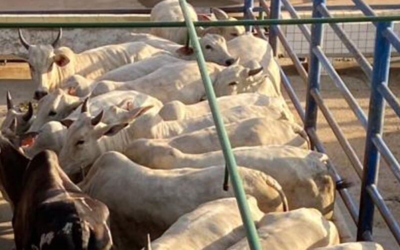 Vacada dá show de acabamento de gordura no interior de Rondônia