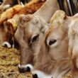 A ração ideal e a gestão do compost barn potencializam a lucratividade do leite de forma eficiente e sustentável