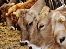 A ração ideal e a gestão do compost barn potencializam a lucratividade do leite de forma eficiente e sustentável 13 A ração ideal e a gestão do compost barn potencializam a lucratividade do leite de forma eficiente e sustentável