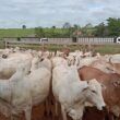 Lotaço de vacas! Abate de 400 fêmeas com média de 18@ é destaque em Rondônia