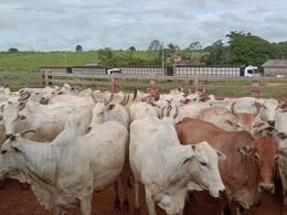Lotaço de vacas! Abate de 400 fêmeas com média de 18@ é destaque em Rondônia