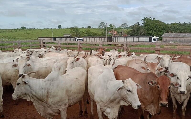 Lotaço de vacas! Abate de 400 fêmeas com média de 18@ é destaque em Rondônia