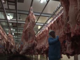 IBGE: abate de bovino, frango e suínos sobe no 4º tri de 2024 ante 4º tri de 2023