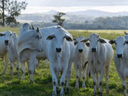 abertura do mercado de bovinos e bubalinos para reproducao no