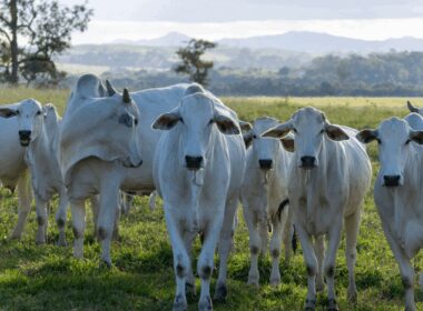 abertura do mercado de bovinos e bubalinos para reproducao no