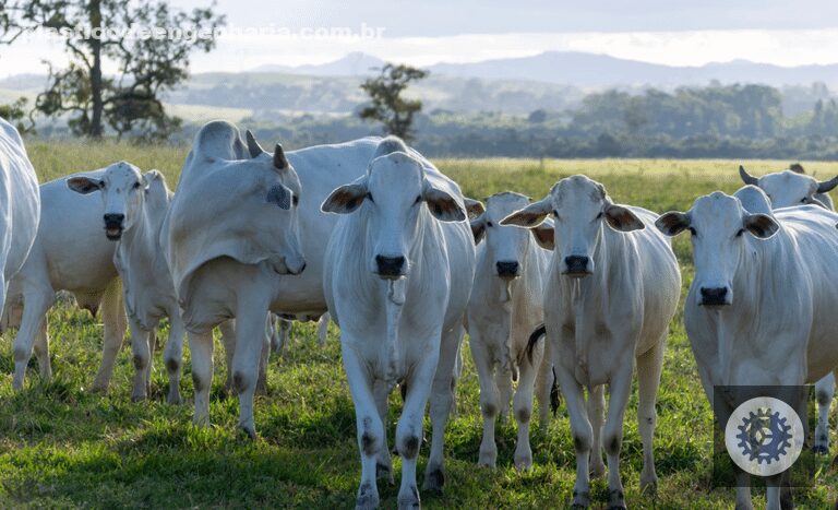 abertura do mercado de bovinos e bubalinos para reproducao no