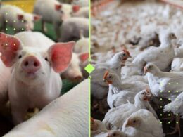 ABPA impulsiona comércio global de proteína animal com projeto que fortalece parcerias e amplia oportunidades de exportação