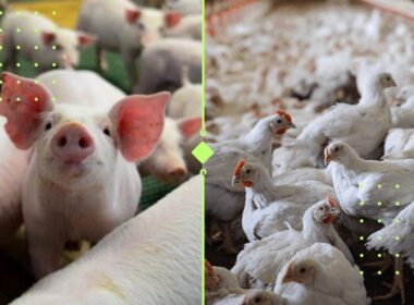 ABPA impulsiona comércio global de proteína animal com projeto que fortalece parcerias e amplia oportunidades de exportação