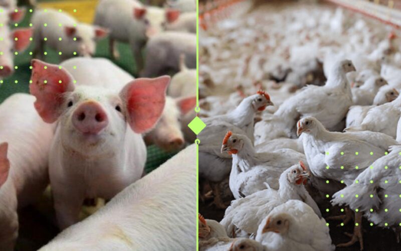 ABPA impulsiona comércio global de proteína animal com projeto que fortalece parcerias e amplia oportunidades de exportação