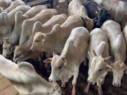 Nelore: boiada castrada top chega a 19@ no interior do Acre