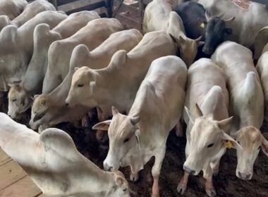Nelore: boiada castrada top chega a 19@ no interior do Acre