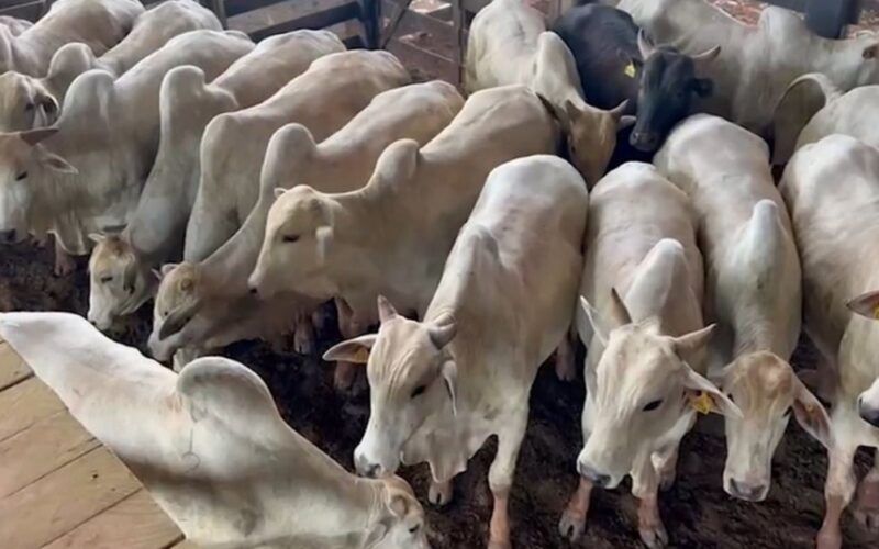 Nelore: boiada castrada top chega a 19@ no interior do Acre