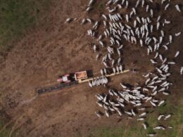Suplementação a pasto: conheça os conceitos para a engorda infalível do gado 