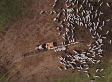Suplementação a pasto: conheça os conceitos para a engorda infalível do gado 