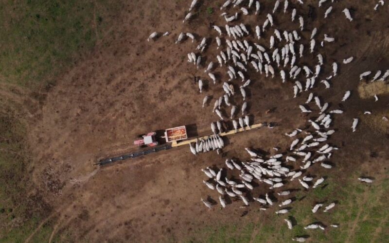 Suplementação a pasto: conheça os conceitos para a engorda infalível do gado 