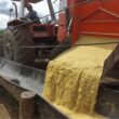 Açúcar na Ração Aumenta a Aceitação e o Desempenho do Gado com Sabor e Nutrição Eficientes