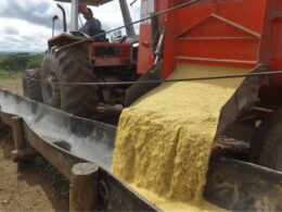 Açúcar na Ração Aumenta a Aceitação e o Desempenho do Gado com Sabor e Nutrição Eficientes 16 Açúcar na Ração Aumenta a Aceitação e o Desempenho do Gado com Sabor e Nutrição Eficientes