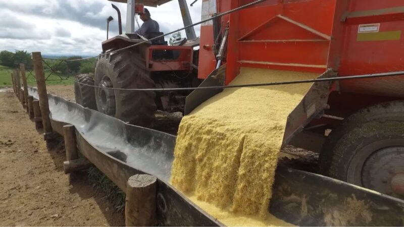Açúcar na Ração Aumenta a Aceitação e o Desempenho do Gado com Sabor e Nutrição Eficientes