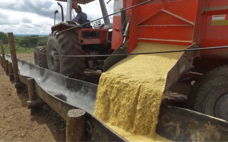 Açúcar na Ração Aumenta a Aceitação e o Desempenho do Gado com Sabor e Nutrição Eficientes