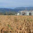 Agroindústria cresce 1% em abril, sinalizando oportunidades e estabilidade para o setor rural.