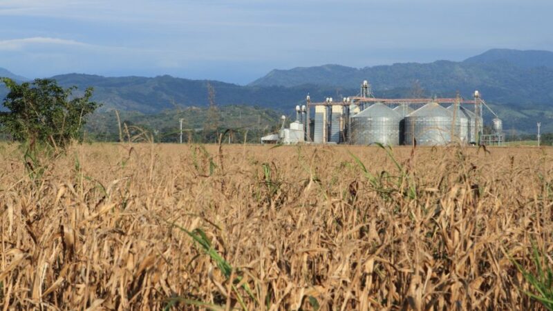 Agroindústria cresce 1% em abril, sinalizando oportunidades e estabilidade para o setor rural.