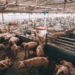 agroindustrias de aves e suinos confirmam us 1928 milhoes em