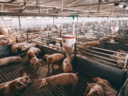 agroindustrias de aves e suinos confirmam us 1928 milhoes em