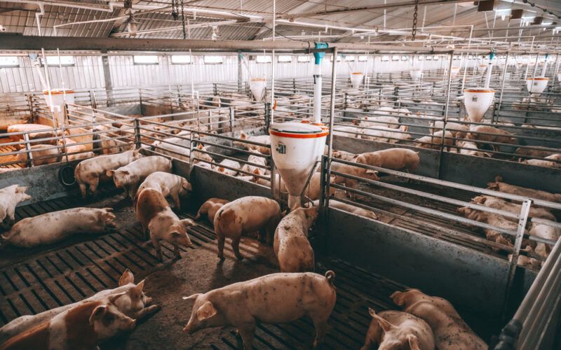 agroindustrias de aves e suinos confirmam us 1928 milhoes em