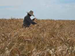 Agronegócio brasileiro alcança 28,2 milhões de empregos em 2024, impulsionando a economia e o desenvolvimento sustentável 12 agronegocio brasileiro alcanca 282 milhoes de empregos em 2024 impulsionando