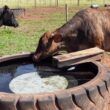 Verdades e mitos sobre a água para o gado. Veterinário tira as dúvidas dos produtores. Confira