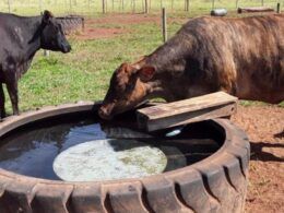 Verdades e mitos sobre a água para o gado. Veterinário tira as dúvidas dos produtores. Confira