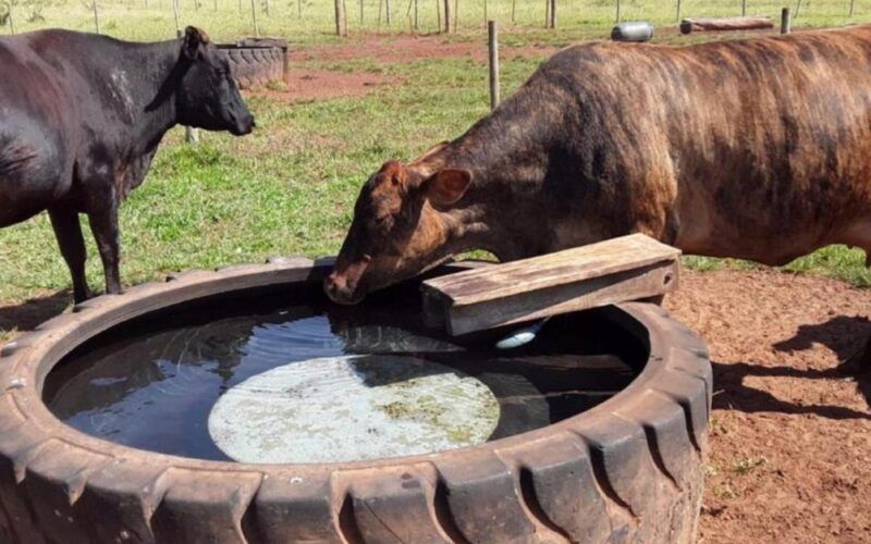 Verdades e mitos sobre a água para o gado. Veterinário tira as dúvidas dos produtores. Confira