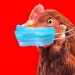 alerta de gripe aviaria no brasil ameaca economia com prejuizos