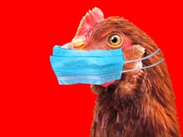 Alerta de gripe aviária no Brasil ameaça economia com prejuízos bilionários e riscos à segurança alimentar 26 alerta de gripe aviaria no brasil ameaca economia com prejuizos