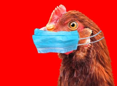 alerta de gripe aviaria no brasil ameaca economia com prejuizos