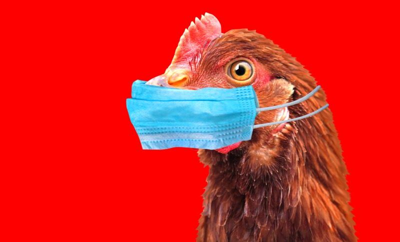 alerta de gripe aviaria no brasil ameaca economia com prejuizos