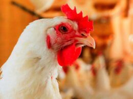 alerta em rs surto de laringotraqueite infecciosa aviaria ameaca criacao