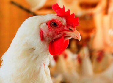 alerta em rs surto de laringotraqueite infecciosa aviaria ameaca criacao