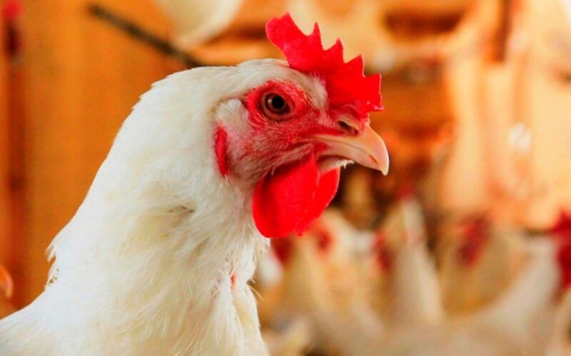 alerta em rs surto de laringotraqueite infecciosa aviaria ameaca criacao
