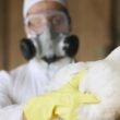 alerta influenza aviaria na europa faz franca aumentar nivel de