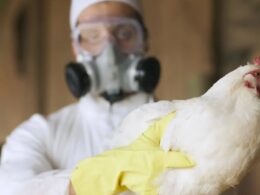 alerta influenza aviaria na europa faz franca aumentar nivel de