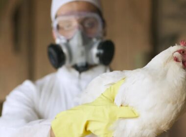 alerta influenza aviaria na europa faz franca aumentar nivel de