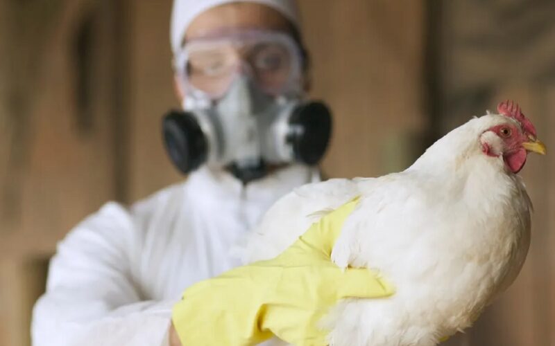 alerta influenza aviaria na europa faz franca aumentar nivel de