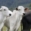 Análise da carne bovina revela desafios comerciais e oportunidades para garantir qualidade e competitividade no mercado.