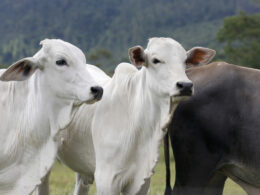 Análise da carne bovina revela desafios comerciais e oportunidades para garantir qualidade e competitividade no mercado. 14 Análise da carne bovina revela desafios comerciais e oportunidades para garantir qualidade e competitividade no mercado.