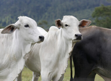 Análise da carne bovina revela desafios comerciais e oportunidades para garantir qualidade e competitividade no mercado.